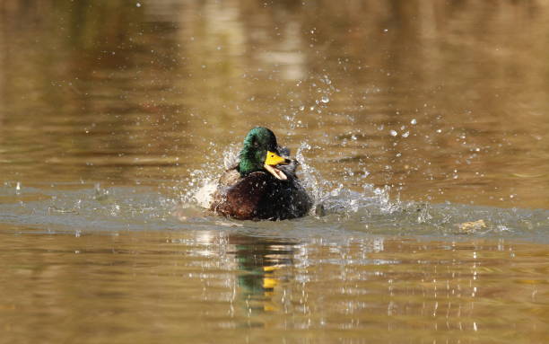 istock Male Mallard duck bathing and splashing 1386371546