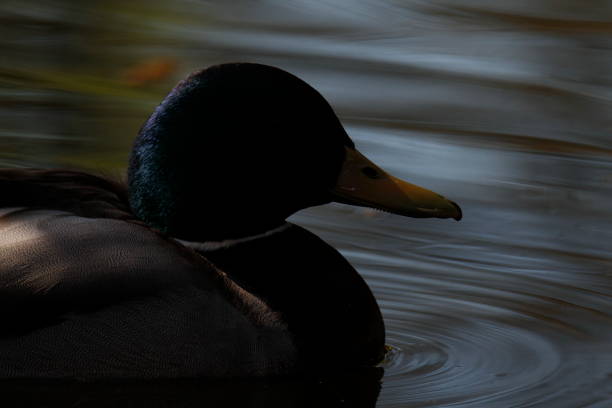 istock Male Mallard duck in shadow with highlights 1386371553