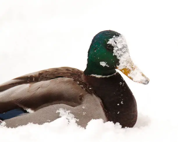 A male Mallard duck (Anas platyrhynchos) in the snow with its face and bill covered in snow. Taken in Victoria, British Columbia, Canada.