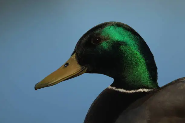 A close up of the head of a male Mallard duck (Anas platyrhynchos) with its green feathers catching the light and reflecting and shining. The background is solid blue. Taken in Victoria, British Columbia, Canada.