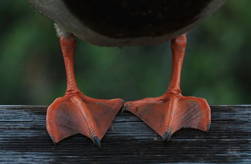 Close up of the orange webbed feet of a male Mallard duck (Anas platyrhynchos) standing on a wood railing. Taken in Victoria, British Columbia, Canada.