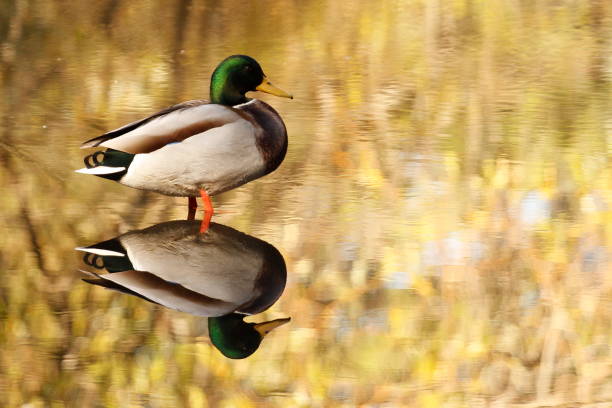 A male Mallard duck (Anas platyrhynchos) standing in shallow water with a perfect reflection. The background reflection is yellowish. Taken in Victoria, British Columbia, Canada.