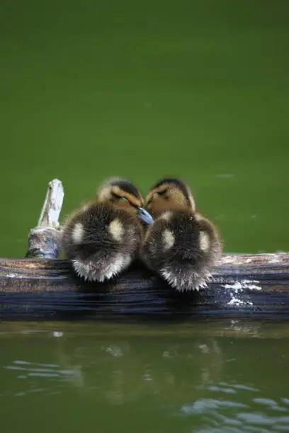 Photo of Two cute baby Mallard ducklings sitting on a log in a pond