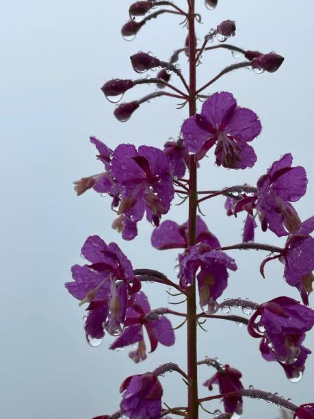 10+ Herb Peterson Stock Photos, Pictures & RoyaltyFree Images iStock