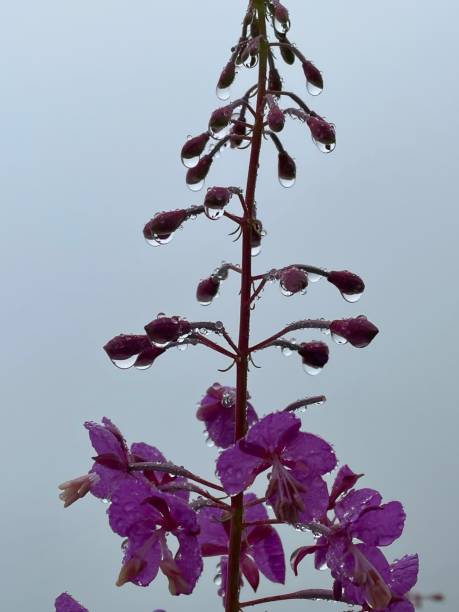 10+ Herb Peterson Stock Photos, Pictures & RoyaltyFree Images iStock