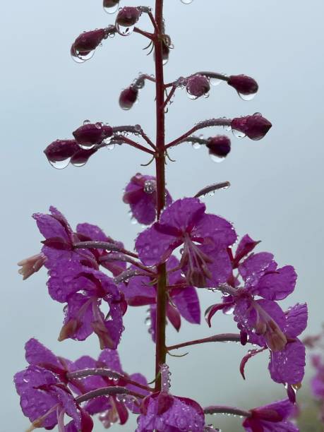 10+ Herb Peterson Stock Photos, Pictures & RoyaltyFree Images iStock