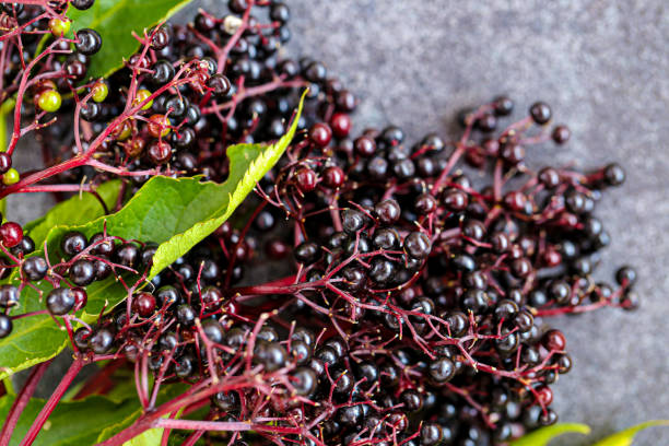 istock Sambucus berries on gray slate background. Elderberry branches.Ripe black elderberry. Elderberry harvest 1386375906