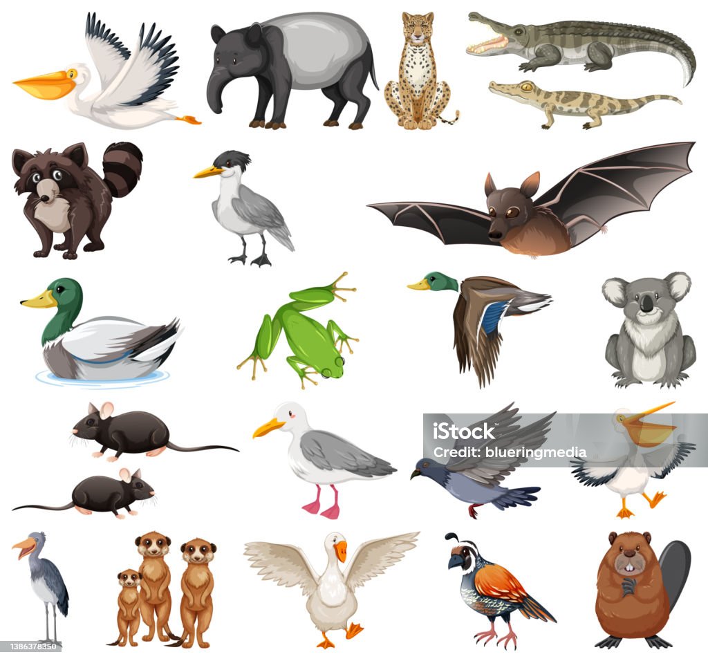 Different Kinds Of Animals Collection Stock Illustration ...