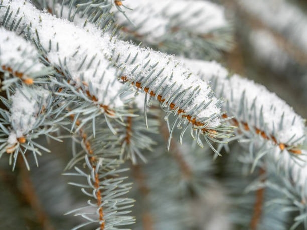 istock Green fir branches in winter covered with snow 1386378728