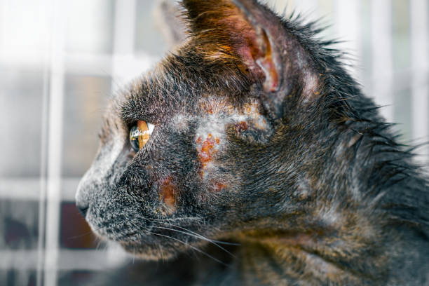 cat face allergic fungal skin disease Close up of cat face allergic fungal skin disease , Atypical dermatitis in a domestic cat , bacteria infections animal leprosy stock pictures, royalty-free photos & images