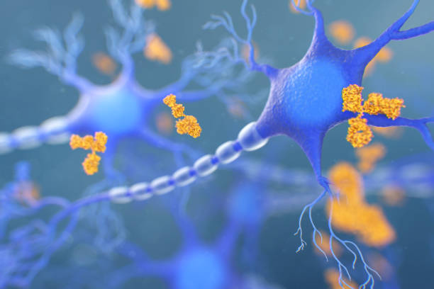 antibodies attacking a neuron. concept of autoimmune neurologic diseases - corpus striatum imagens e fotografias de stock