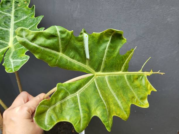 istock A caterpillar on a large green leaf 1386382507