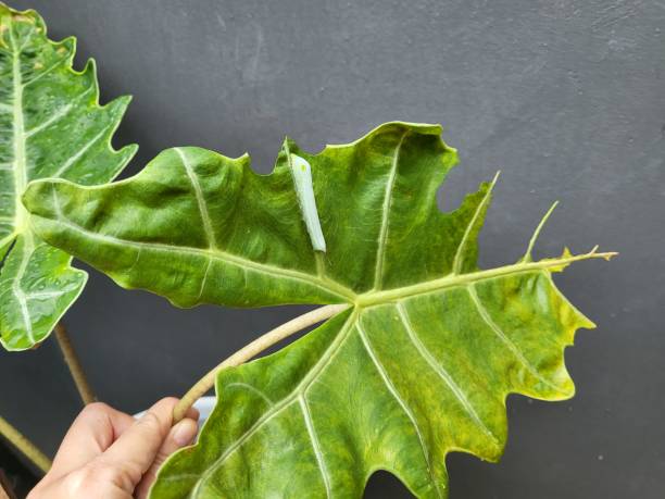 istock A caterpillar on a large green leaf 1386382511