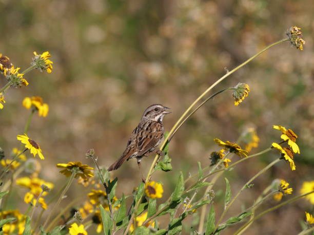 A Song Sparrow and California Brittlebush stock photo