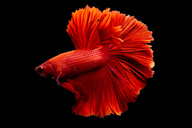 istock betta fish in movement on black background out focus 1386386464