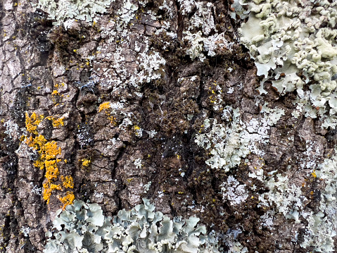 Horizontal closeup photo of patches of yellow and white lichen growing on Maple tree bark in Autumn. Armidale, New England high country, NSW