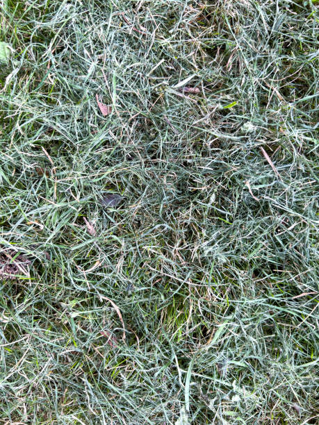 istock Grass Clippings on Mown Lawn 1386387109