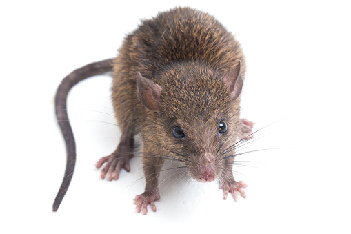 Brown Rat Mouse Rattus rattus isolated on white background