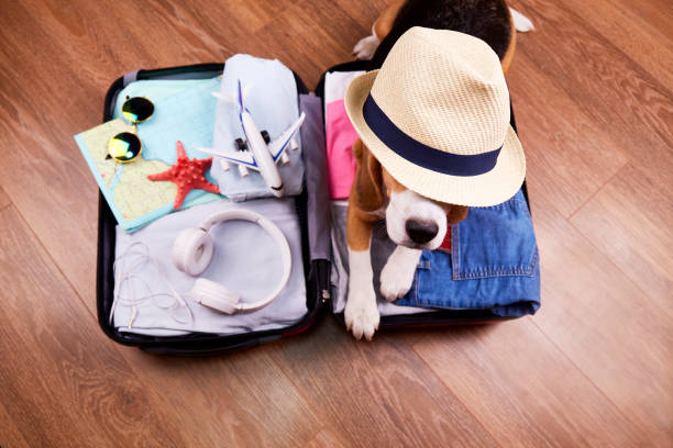 istock A beagle dog in a straw hat is lying in a suitcase with things and accessories for a vacation. Summer travel, preparation for the trip, packing of luggage 1386389794