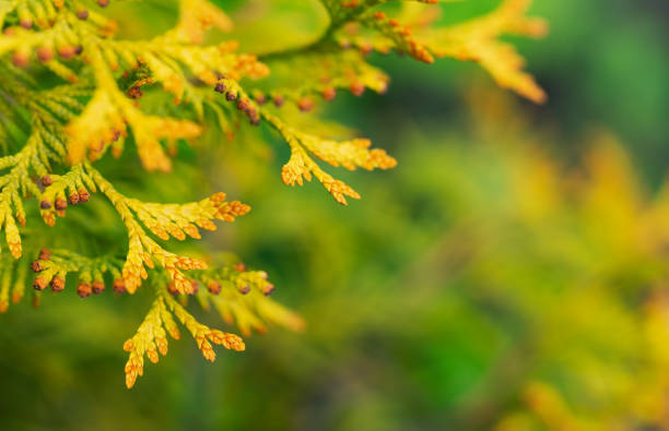 Branch of thuja on green blurred background with selective focus. Summer, autumn or gardening concept. Copy space for text.
