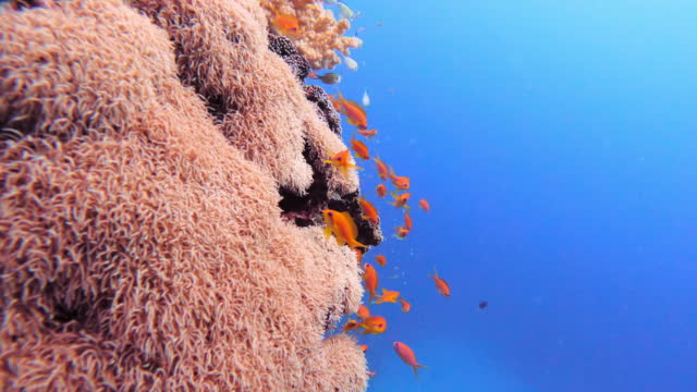 4k video footage of fish swimming underwater in the ocean