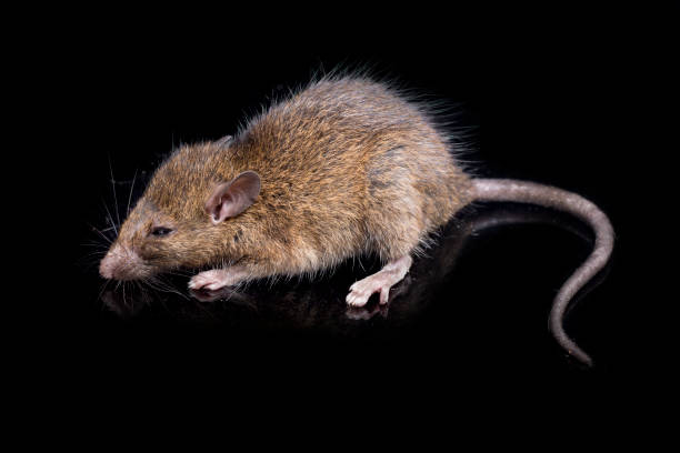istock Brown Rat Rattus rattus isolated on black background 1386390836
