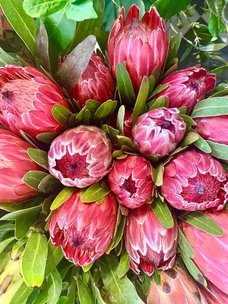 Vibrant Bunch of Proteaceae Banksia Flowers Vertical close up of vibrant pink red Australian native proteaceae banksia flowers in bloom with green leaves australian wildflower stock pictures, royalty-free photos & images