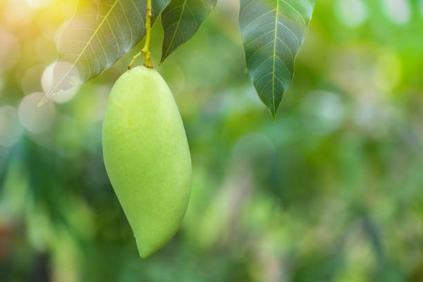 istock Fresh green mango fruit hanging from branch. mango tree garden and healthy food concept, group of mango, macro 1386392691