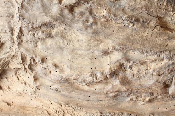 istock Part of old tree trunk with holes from woodworm. 1386392727