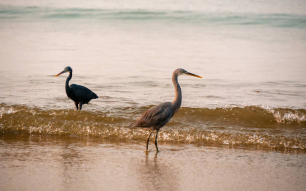 istock Group of herons at sea shore at Tarkarli, Malvan 1386392824