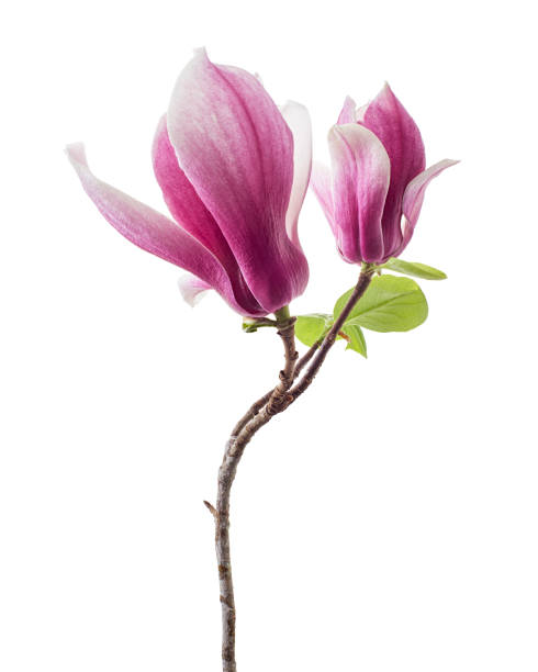 fiore di magnolia liliiflora sul ramo con foglie, fiore di magnolia di giglio isolato su sfondo bianco con percorso di ritaglio - grace tulip flower pink foto e immagini stock