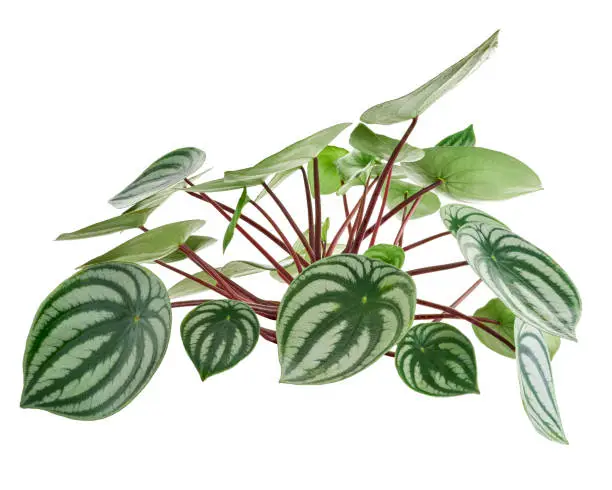 Photo of Watermelon Peperomia, Peperomia sandersii plant, isolated on white background with clipping path