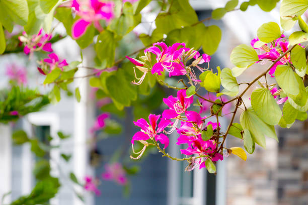 Bauhinia blakeana fower beautiful blooming on garden in village of rural Thailand.