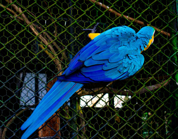 arara-ararauna da amazônia - parrot tropical bird gold and blue macaw amazon parrot - fotografias e filmes do acervo