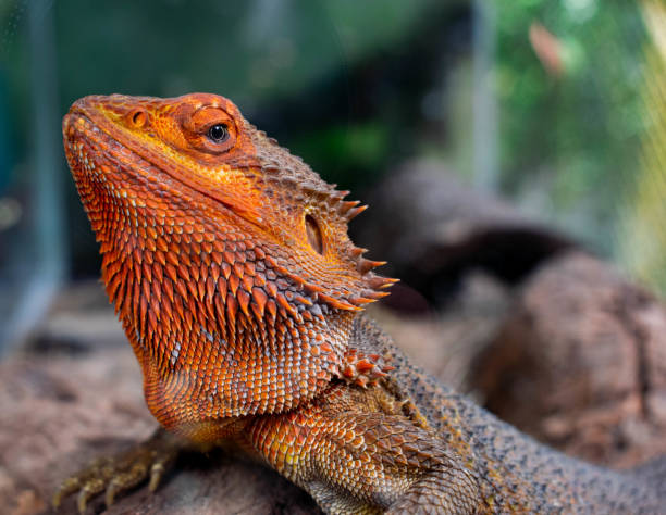 istock red bearded dragon -Pogona vitticeps 1386397380