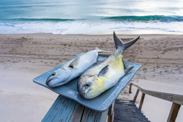 Two fish caught in the ocean on a plate on the railing of a wooden staircase. Pompano fish and bluefish against the backdrop of the Atlantic Ocean. Melbourne Beach, Florida