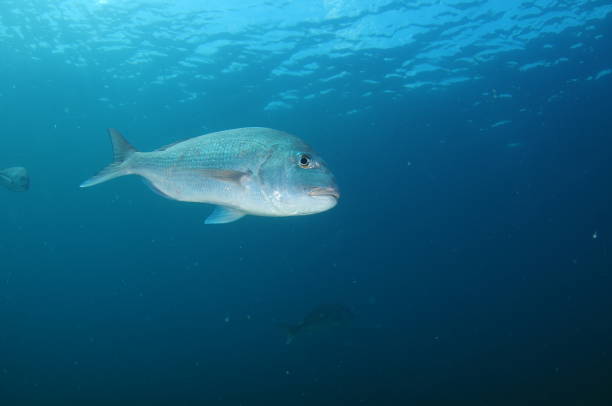 istock Australian Snapper In Blue Water 1386399927