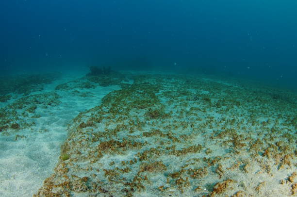 Flat Rocky Reef On Sandy Bottom stock photo