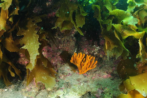 Orange Finger Sponge Among Kelp stock photo