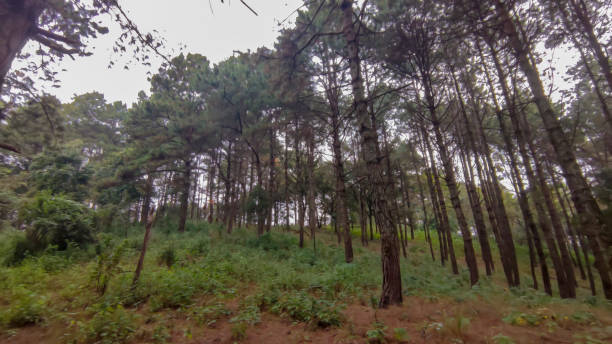 istock Photo of forest. Nature background. 1386400118