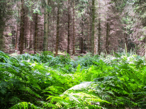 Monochrome view of green Ferns and brown conifer trees in a woodland in the Chiltern Hills, Southern UK. stock photo