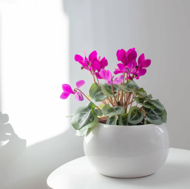 cyclamen in flowerpot on background white wall cyclamen in flowerpot on background white wall cyclamen stock pictures, royalty-free photos & images