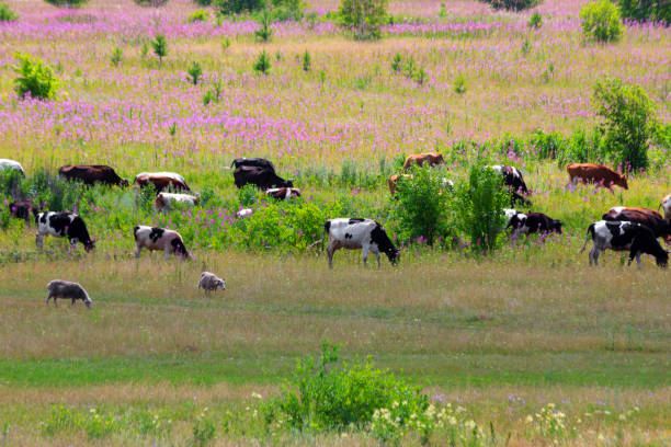 istock A herd of cows grazing in a colorful meadow 1386403811