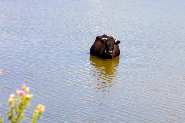 Cow in the water