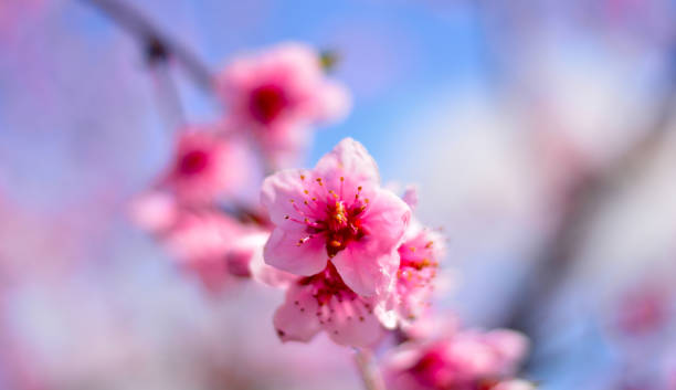 istock the splendid flowers that decorate spring 1386407303