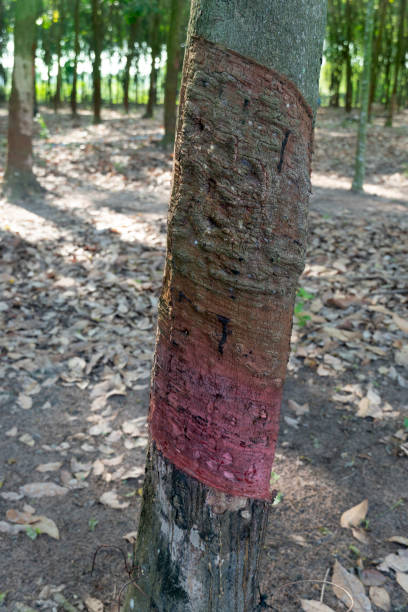 Trunk of a rubber tree with floating cuts from the use of latex tapping equipment. stock photo