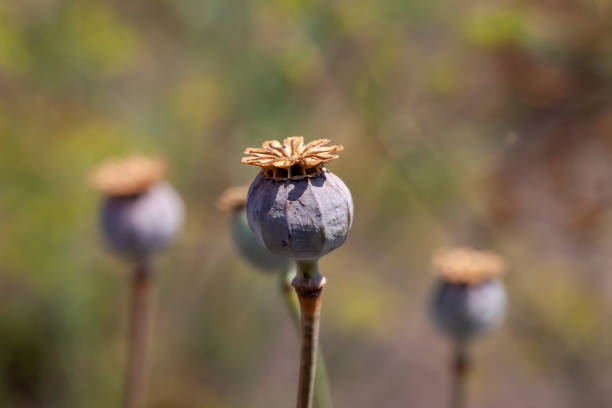 a red poppy flower in the spring season, a beautiful red poppy flower in the field in the spring after flowering,