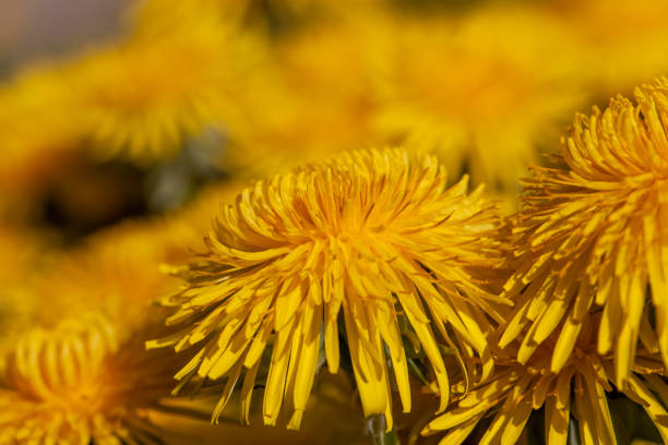 yellow beautiful dandelion flowers with seeds