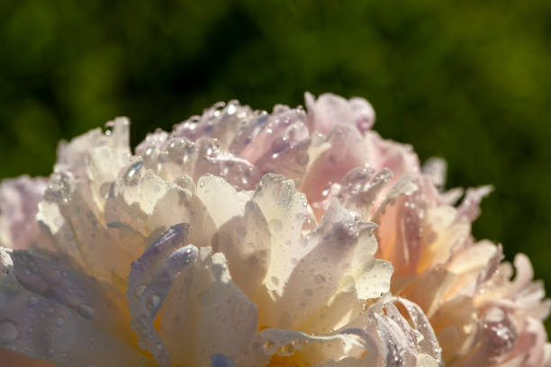 beautiful peony flowers during flowering