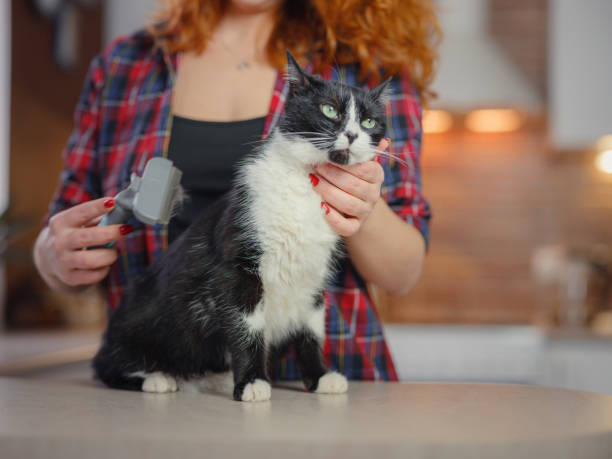 woman cat grooming at home stock photo